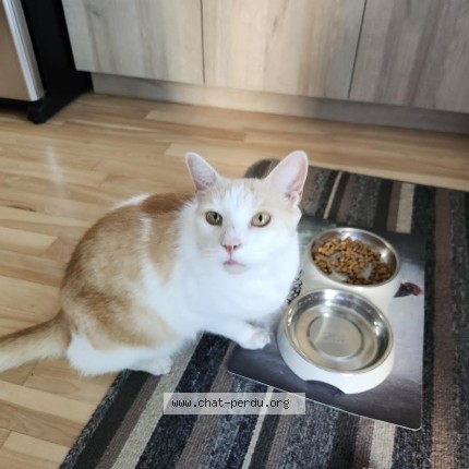 Photo 1/1 Chat trouvé Trouvé à Montreal