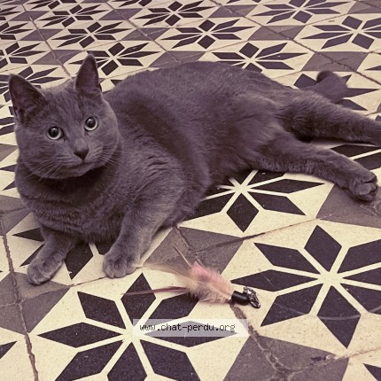 Photo de chat perdu à La Ferte Saint Aubin