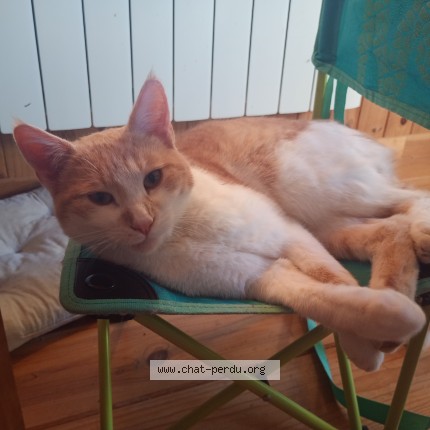 Photo de chat perdu à Chaussan