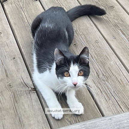 Photo 1/1 Sherlocke Chat perdu à Chambery