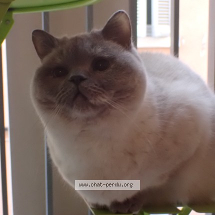 Photo de chat perdu à Marseille
