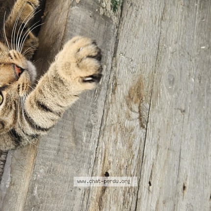 Photo de chat perdu à Saint Omer