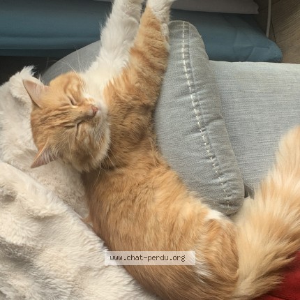 Photo de chat trouvé à St Martin De La Lieue