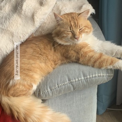 Photo 1/1 Chat trouvé Trouvé à St Martin De La Lieue