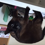 Shkoda