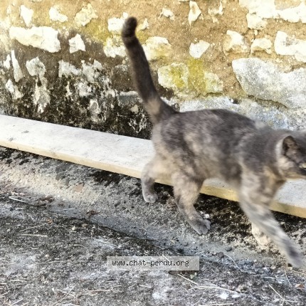 Photo 1/3 Chat trouvé Trouvé à Saint Pierre Des Bois