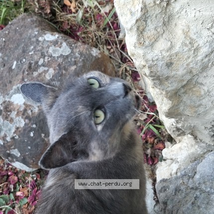 Photo 2/3 Chat trouvé Trouvé à Saint Pierre Des Bois