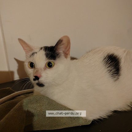 Photo 1/1 Chat retrouvé Perdu à Rouen