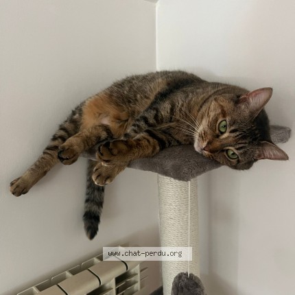 Photo de chat perdu à Rouen