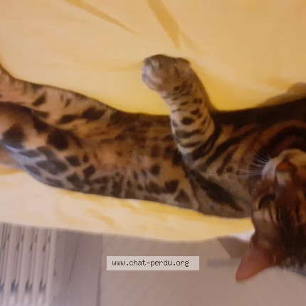 Photo de chat perdu à St Barthelemy