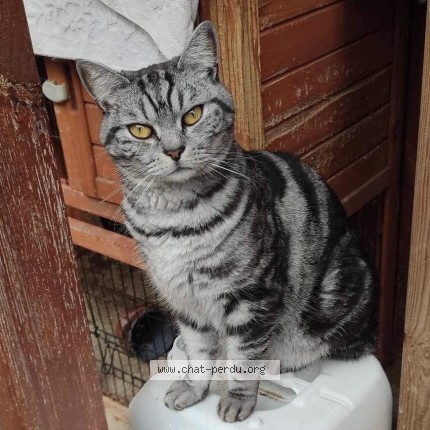 Photo de chat perdu à Bezancourt