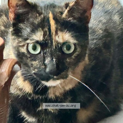 Photo de chat perdu à Lille