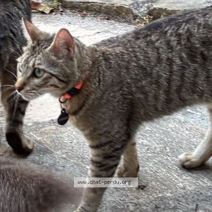 Photo 1/1 Chat retrouvé Perdu à Pully