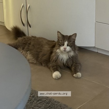 Photo de chat perdu à Champ Sur Drac