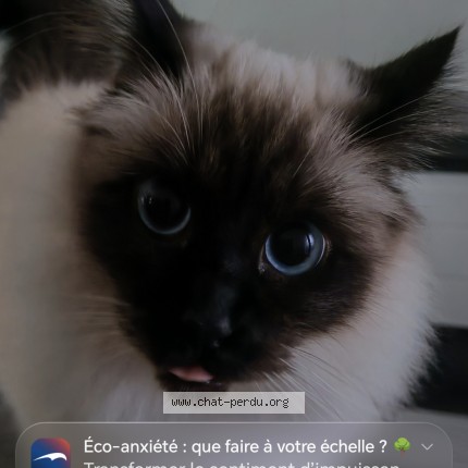 Photo 1/1 U' VICTOIRE Chat perdu à Saint Germain Les Arpajon