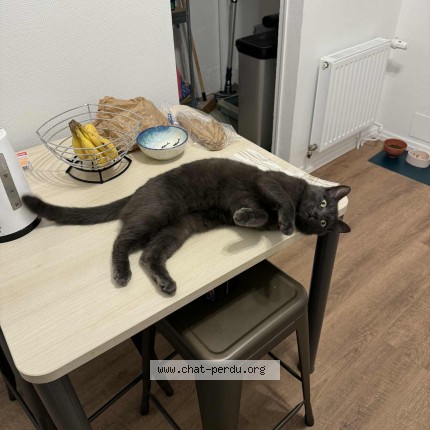 Photo 1/1 Roquette Chat perdu à Rennes