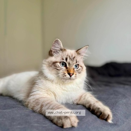 Photo de chat perdu à Angers