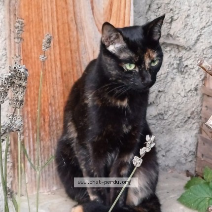 Photo 1/1 Jo Chat perdu à Paris