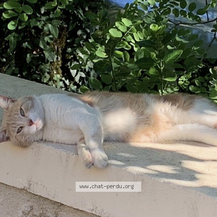 Photo 1/1 Chat trouvé Trouvé à Montauriol