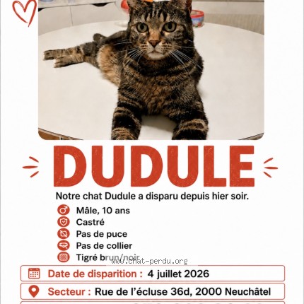 Photo 1/1 Chat retrouvé Perdu à Neuchatel