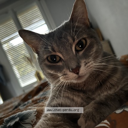 Photo 1/1 choupette Chat perdu à Orleans
