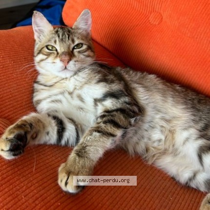 Photo de chat perdu à Narbonne