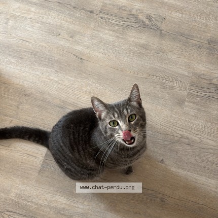 Photo 1/1 radis Chat perdu à Orleans