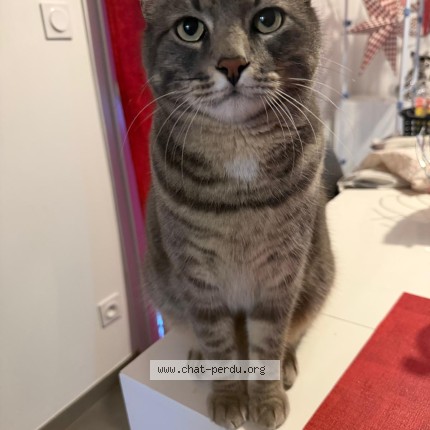 Photo de chat perdu à Voiron