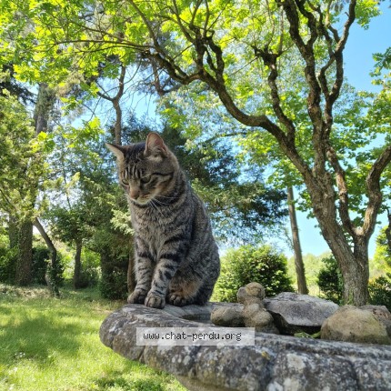 Photo 1/1 Mustachi Chat perdu à Romans