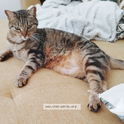 Photo de chat perdu à Villereversure