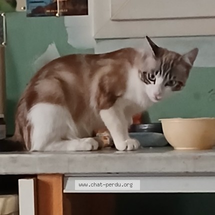 Photo de chat perdu à Meze