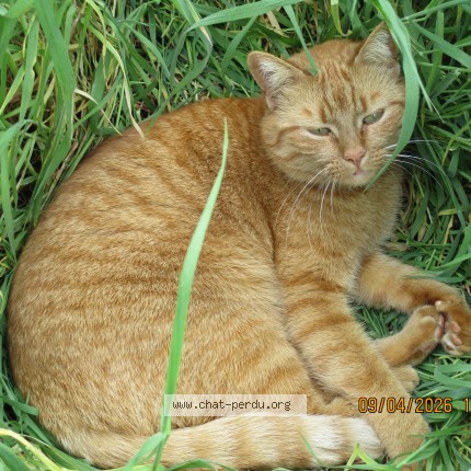 Photo 1/1 TWEETY Chat perdu à Beaufort En Anjou