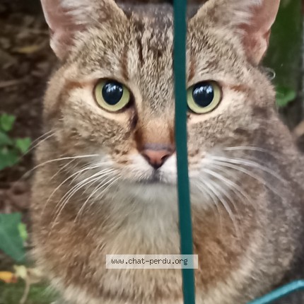 Photo de chat perdu à Clichy Sous Bois