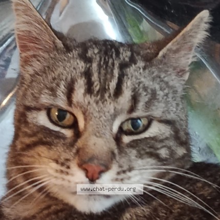 Photo 1/1 Chat trouvé Trouvé à Amiens