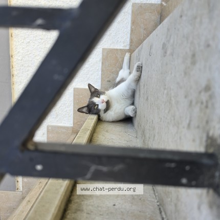 Photo de chat trouvé à Jurancon