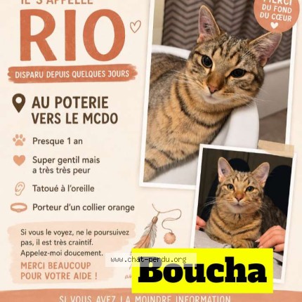 Photo 1/1 rio Chat perdu à Strasbourg