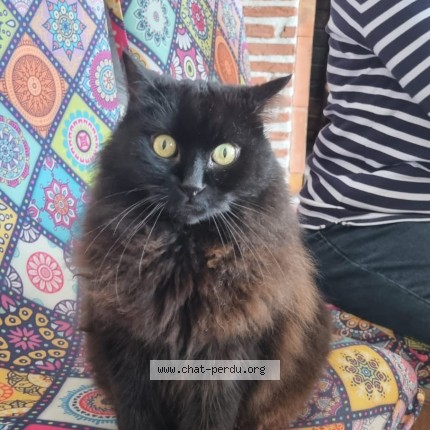Photo 1/1 Chat retrouvé Perdu à St Rogatien