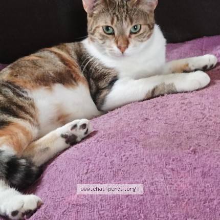 Photo de chat perdu à Saint Sandoux