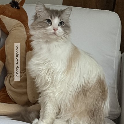 Photo de chat perdu à Beaumontel