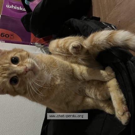 Photo de chat perdu à Noues De Sienne
