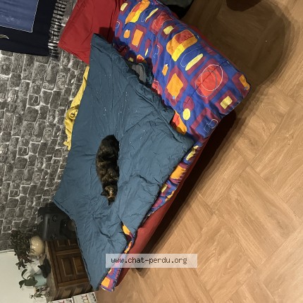 Photo de chat perdu à Noues De Sienne