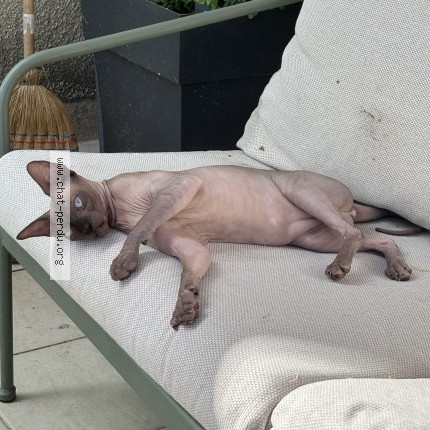 Photo de chat perdu à La Seguiniere