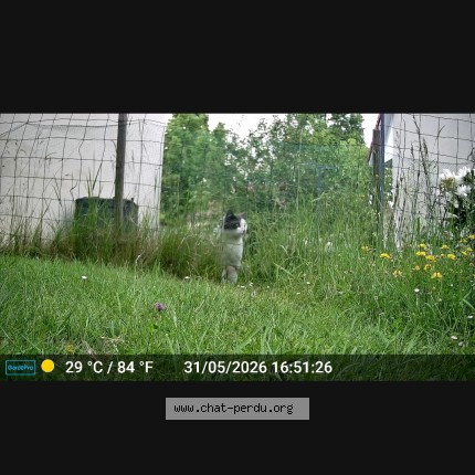 Photo de chat trouvé à Laneuveville Devant Nancy