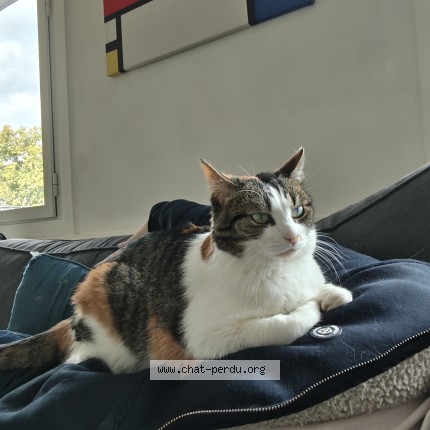 Photo 1/1 Louna Chat perdu à Paris