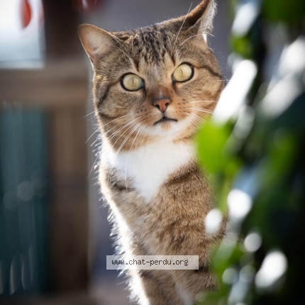 Photo de chat perdu à Royan