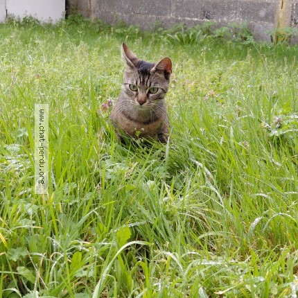 Photo 1/1 Luxus Chat perdu à Loireauxence