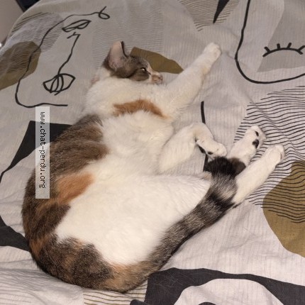 Photo 1/1 carlota Chat perdu à Le Plessis Pate