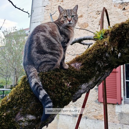 Photo 1/1 Malo Chat perdu à Travers