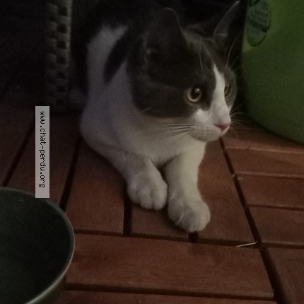 Photo 1/1 Chat trouvé Trouvé à Lyon