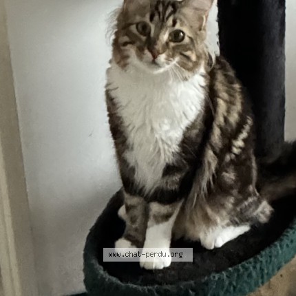 Photo de chat perdu à Lens